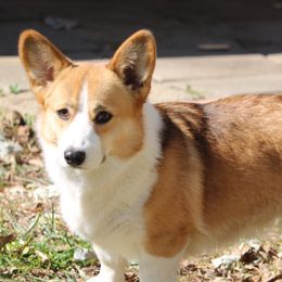 Georgia - Pembroke Welsh Corgi