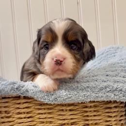 Cobalt - Merle male Cavapoo puppy in Knoxville, Tennessee from Duke’s Forever Doodles