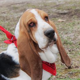 Festus - Basset Hound