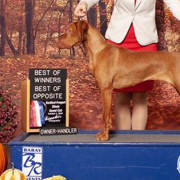 Vizslas from Royal Vizslas