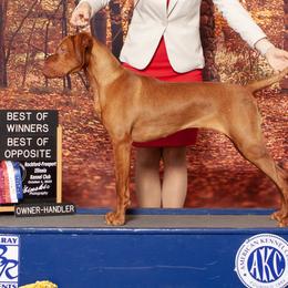 Vizslas from Royal Vizslas
