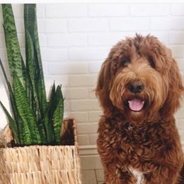 Goldendoodle Puppies from Natalie Cole's Goldendoodles