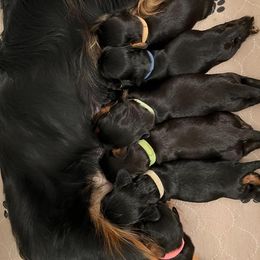Cavalier King Charles Spaniel Puppies from Pay it Forwood