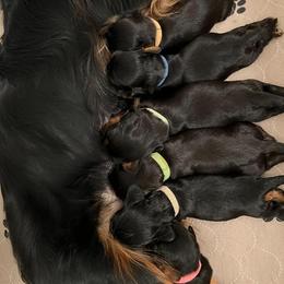Cavalier King Charles Spaniel Puppies from Pay it Forwood