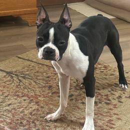 Buster - Boston Terrier