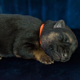 German Shepherd Puppies from Platz German Shepherds