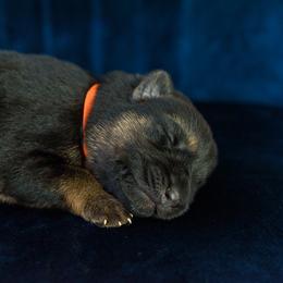 German Shepherd Puppies from Platz German Shepherds