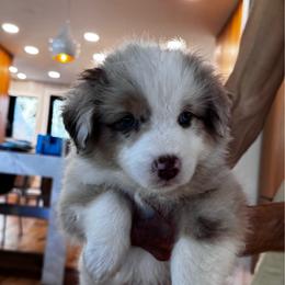 Girl 1 - Red merle female Australian Shepherd puppy in Villa Park, California from C-Star Australian Shepherds