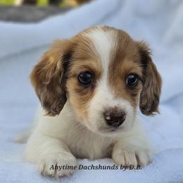 Tinkerbell - Piebald female Dachshund puppy in Ben Wheeler, Texas from Anytime Dachshunds by D.B.