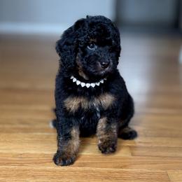 Prince Charming - Tri-color male Bernedoodle puppy in Munster, Indiana from Miranda’s Sunshine Poodles and Doodles