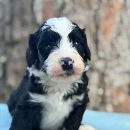 Gilligan - Black and white male Bernedoodle puppy in Russellville, Arkansas from Crossgate Doodles