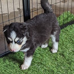 Siberian Husky Puppies from Wyant Farms