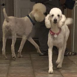 Poodle All Grown Up from Canterbury Standard Tails