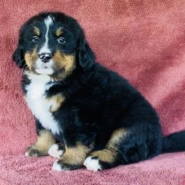 Purple Collar Female - Black rust and white female Bernese Mountain Dog puppy in Bristol, Tennessee from Holston Hollow Farm