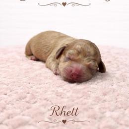 Rhett - Chocolate based shaded cream - Cream male Dachshund puppy in Biloxi, Mississippi from Southern Doxies Ms