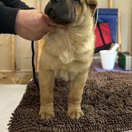 Chinese Shar-Pei Puppies from Blackwitch Farms