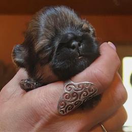 Marinara - Red female Shih Tzu puppy in Nekoosa, Wisconsin from Brox Acres House of Fur LLC
