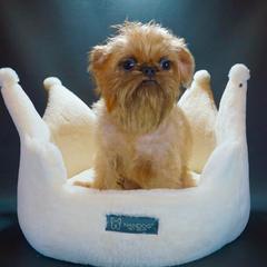 Winnie - Brussels Griffon