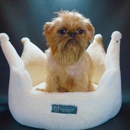 Winnie - Brussels Griffon