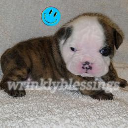 Ace - Red brindle and white male Bulldog puppy in Granville, Iowa from Wrinkly Blessings English Bulldogs