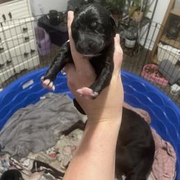 Golden Retriever and Greyhound Puppies from K and E Kennels