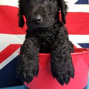 Curly-Coated Retriever Puppies from Tyneside Curlies