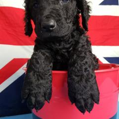 Curly-Coated Retriever Puppies from Tyneside Curlies