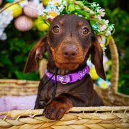 Coffee Crisp - Chocolate and tan female Dachshund puppy in Temecula, California from Naomi Magee's Dachshund Kennel