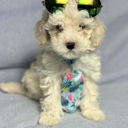 Orion - Cream male Poodle puppy in Cartersville, Georgia from Little Legacy Puppies