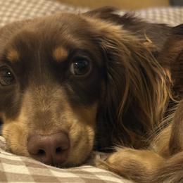Dachshunds from Beachside Doxies