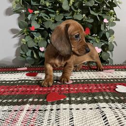 Dachshunds and French Bulldogs from Josh Wood