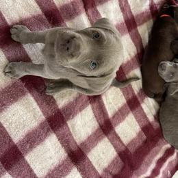 Dilute Retriever Puppies from Virdin’s Silver Labs