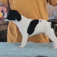 Volcano - Black and white male Xoloitzcuintli puppy in Felts Mills, New York from Solstice Xolos