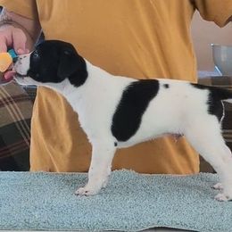 Volcano - Black and white male Xoloitzcuintli puppy in Felts Mills, New York from Solstice Xolos