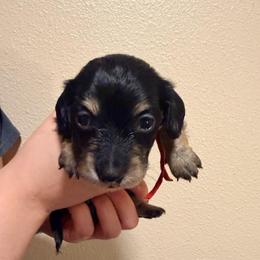 Red - Black and cream male Dachshund puppy in Modesto, California from Once Upon a Mini Dachshund