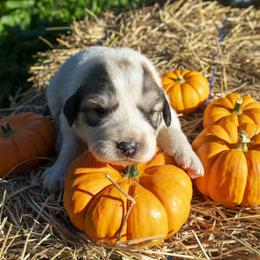 Great Pyrenees Puppies from Kathy Ann's Farm