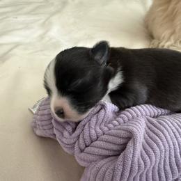 Havanese Puppies from Cielo Havanese