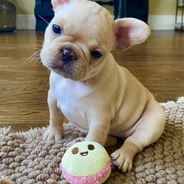 French Bulldog Puppies from Nordic Nuggets