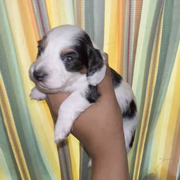 Pepper - Piebald male Dachshund puppy in Lakeland Village, California from CA_Dachshunds