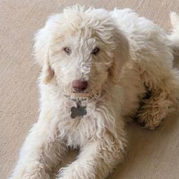 Lord Edmund Barkley Pupperton - Cream male Poodle puppy in Midlothian, Texas from Pristine Puppies & Signature Studs