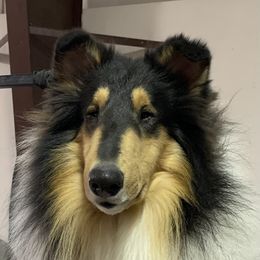 Mister - Collie