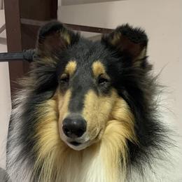 Mister - Collie