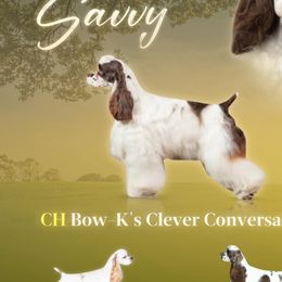 Savvy - Cocker Spaniel
