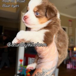 Jack o lantern - Red tri male Miniature Australian Shepherd puppy in Buchanan, Georgia from Stanleyville Farm Mini Aussies