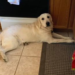 Lou - Golden Retriever