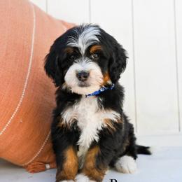 Royce - Tri-color male Bernedoodle puppy in Tucson, Arizona from Sun Valley Goldendoodles