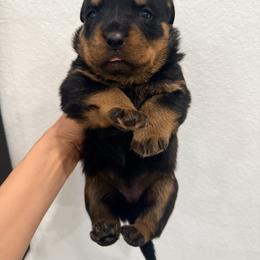 Nika - Black and mahogany female Rottweiler puppy in Parker, Colorado from Denver Rotties