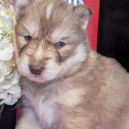 Cadbury - Red and white male Siberian Husky puppy in Coshocton, Ohio from Wyant Farms