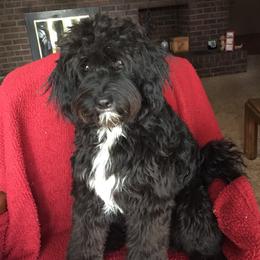 Aussiedoodle, Bernedoodle, and Poodle All Grown Up from Clemleth Aussiedoodles