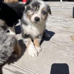 American Corgi and Australian Shepherd Puppies from KC Bar